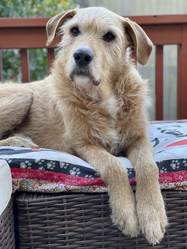 Baloo, a Bouvier des Flandres and American Bulldog mix tested with EmbarkVet.com