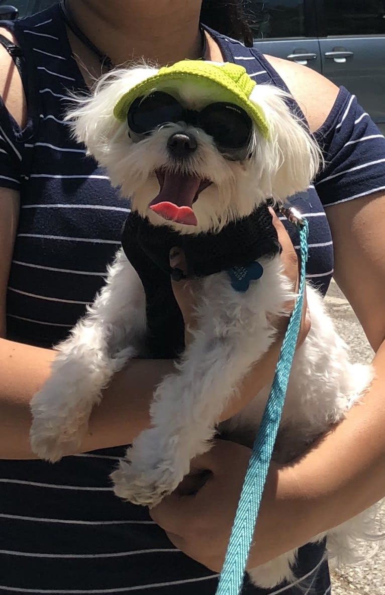 Jimmy, a Maltese tested with EmbarkVet.com