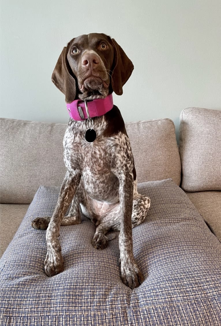 Marcela, a German Shorthaired Pointer tested with EmbarkVet.com