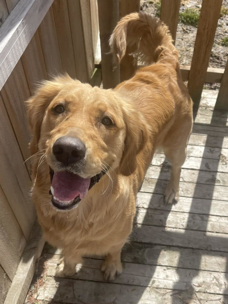Hazel, a Golden Retriever tested with EmbarkVet.com