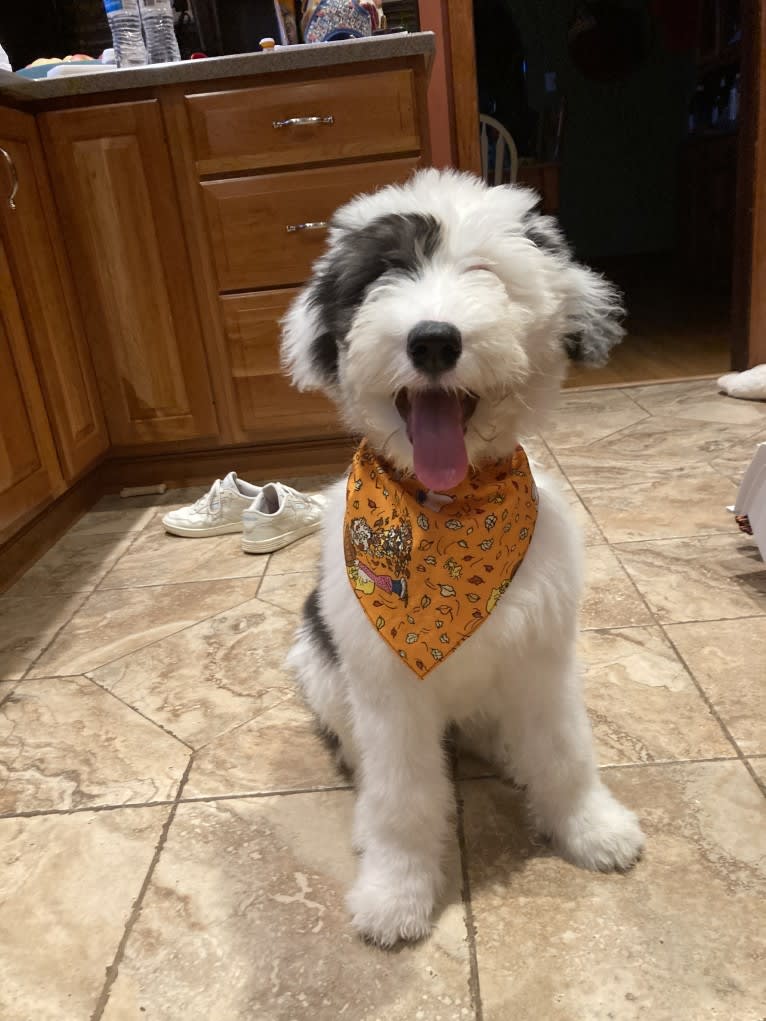 Indy, an Old English Sheepdog tested with EmbarkVet.com