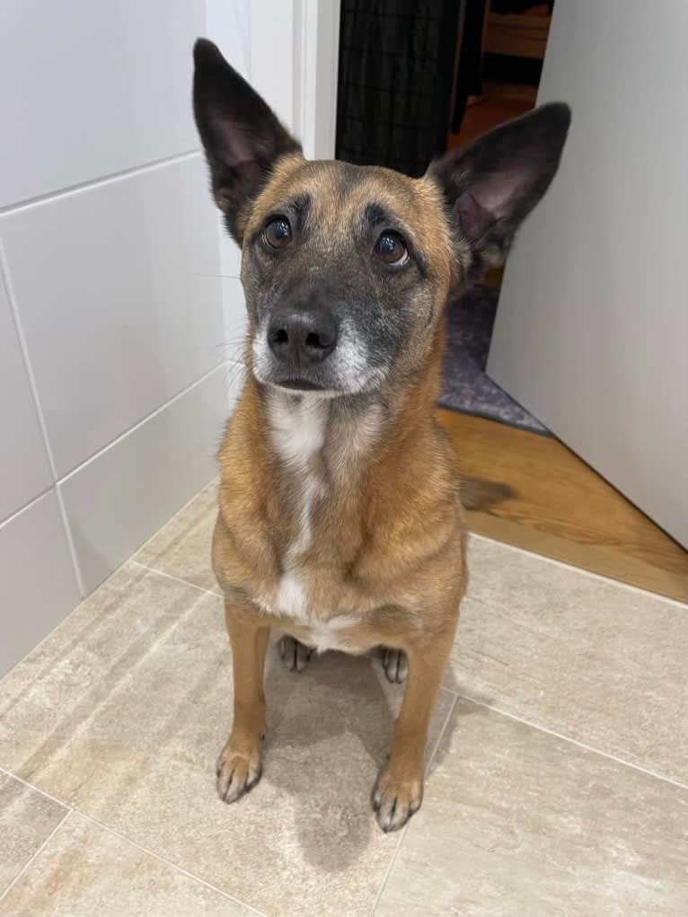 Salvan (fd. Matiz), an Eastern European Village Dog tested with EmbarkVet.com