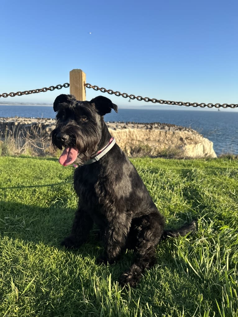 Taleeta, a Miniature Schnauzer and Weimaraner mix tested with EmbarkVet.com