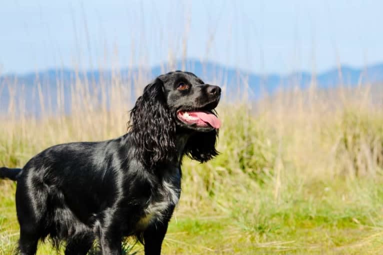 Cassie, an English Cocker Spaniel (Working Type) tested with EmbarkVet.com