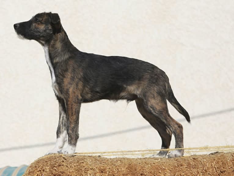 Gee, a Border Collie and Whippet mix tested with EmbarkVet.com