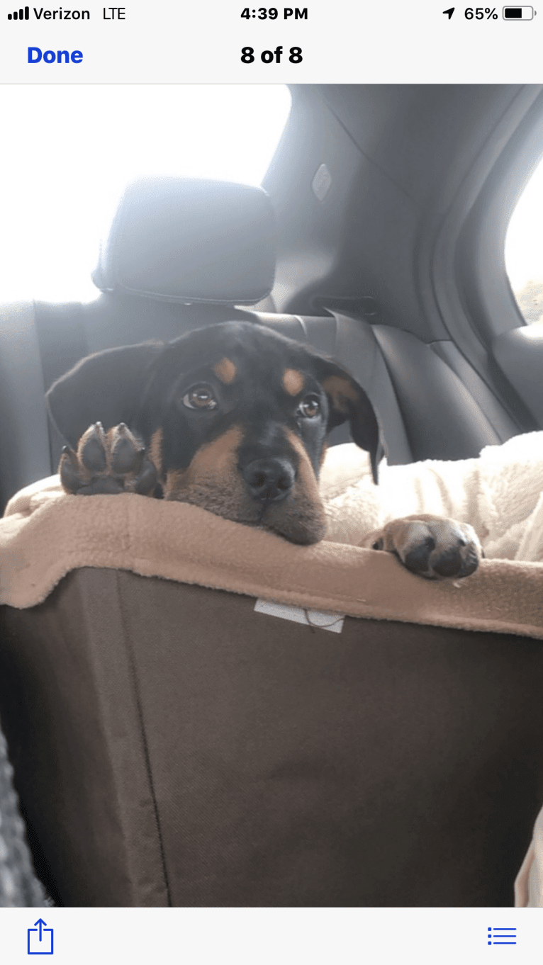 Miley, a Mountain Cur and Siberian Husky mix tested with EmbarkVet.com
