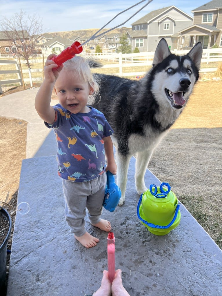 Drake Flynn, a Siberian Husky tested with EmbarkVet.com