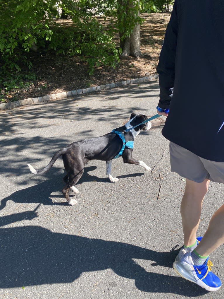 Astro, an American Pit Bull Terrier and Labrador Retriever mix tested with EmbarkVet.com