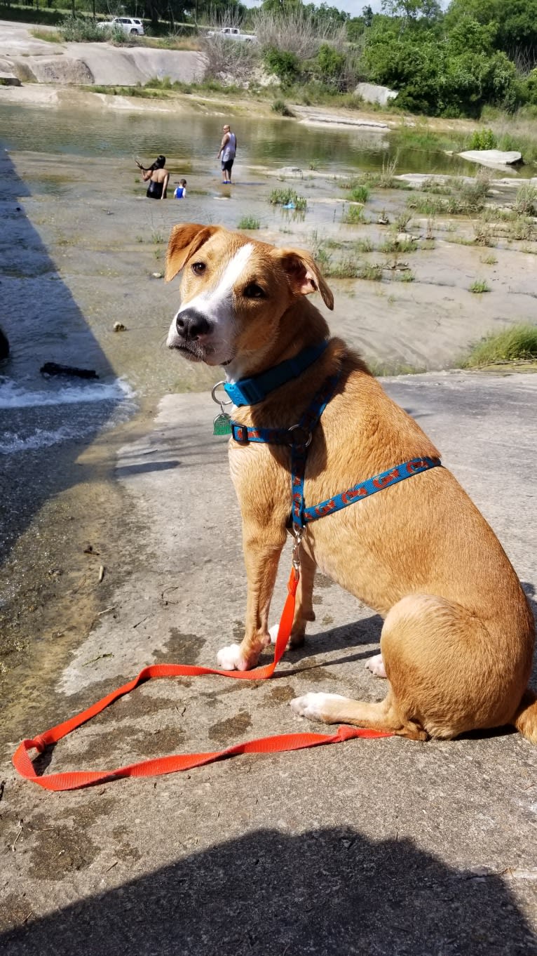 Naia, an American Pit Bull Terrier and Boxer mix tested with EmbarkVet.com