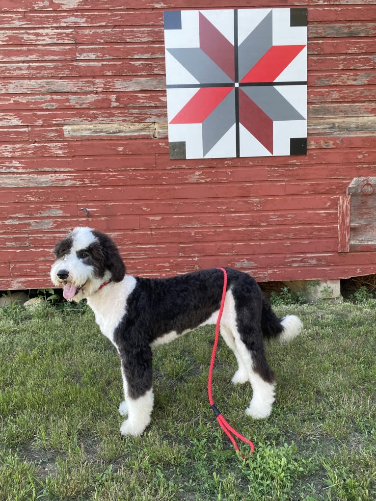 Hattie, a Sheepadoodle tested with EmbarkVet.com