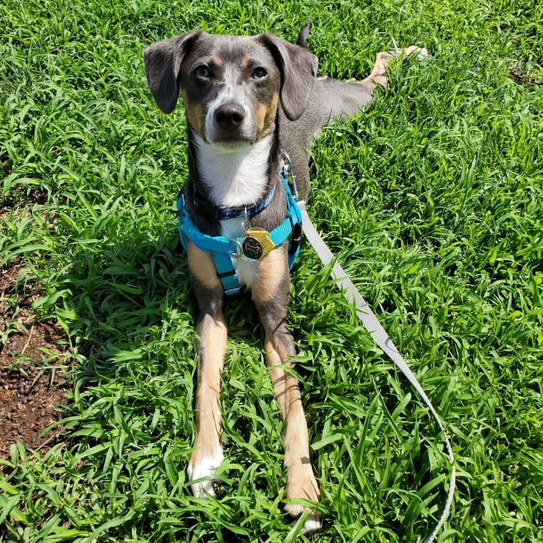 Rajah, a Chihuahua and Pomeranian mix tested with EmbarkVet.com