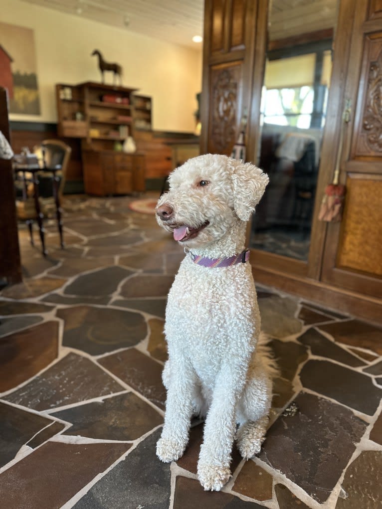 Sunny, an Aussiedoodle tested with EmbarkVet.com