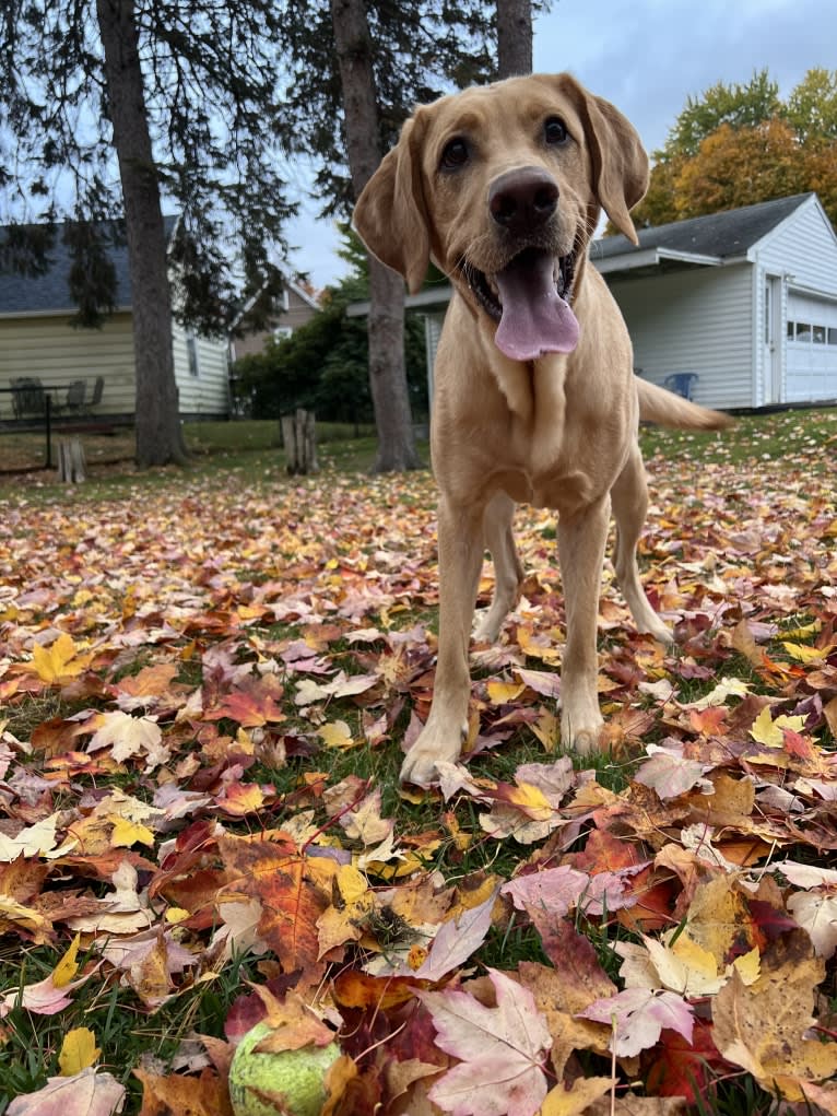 Ziggy, a Labrador Retriever tested with EmbarkVet.com