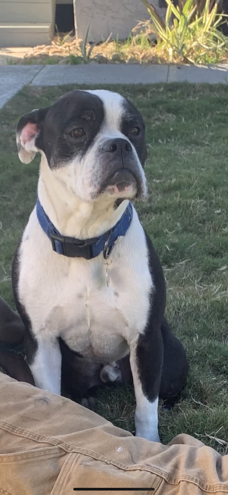 Meatball, an Olde English Bulldogge tested with EmbarkVet.com