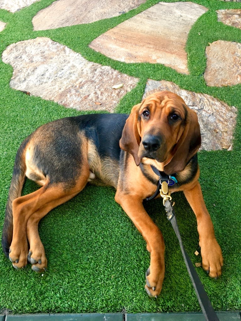 Malcolm, a Bloodhound and American Bulldog mix tested with EmbarkVet.com