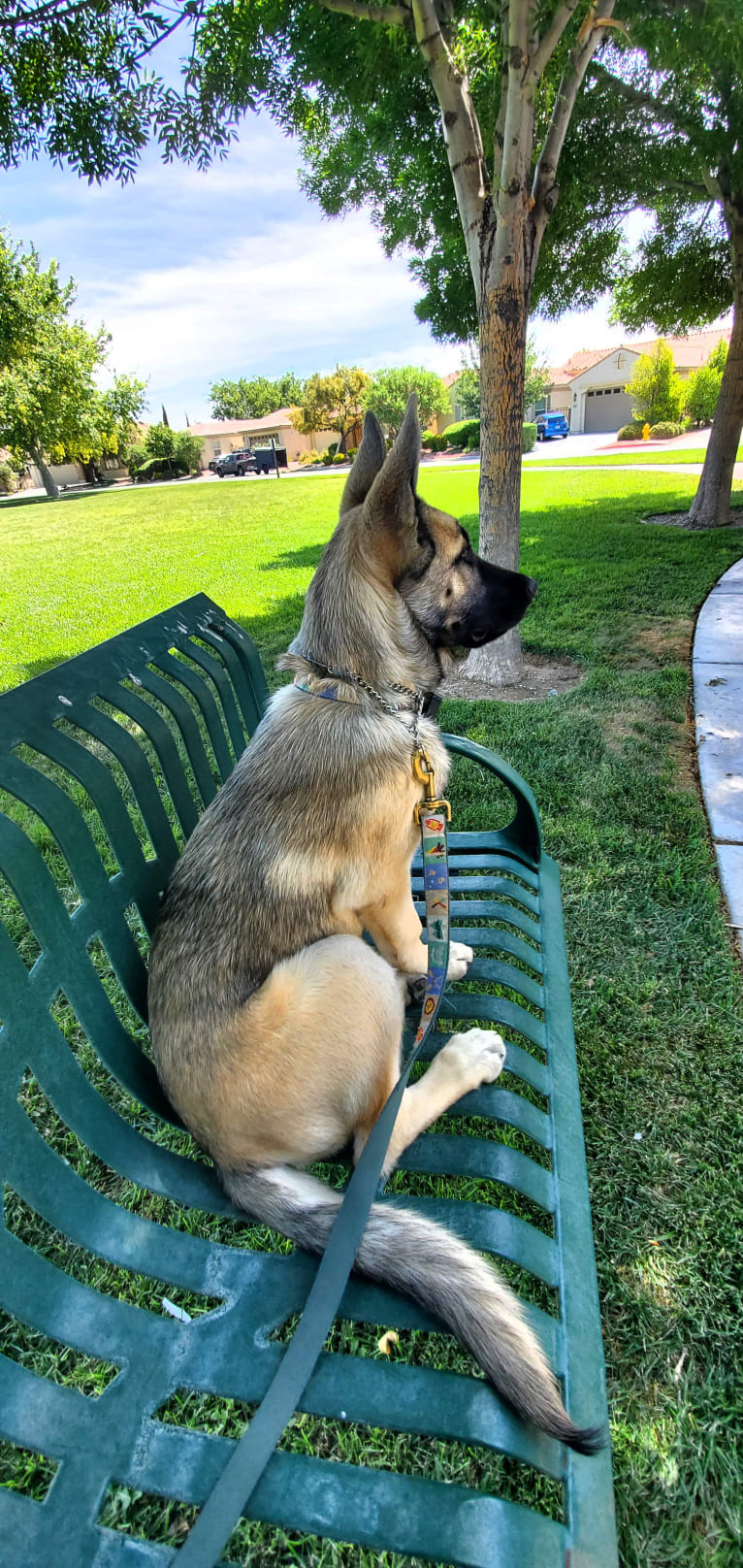 Ripley, a Belgian Malinois and Siberian Husky mix tested with EmbarkVet.com