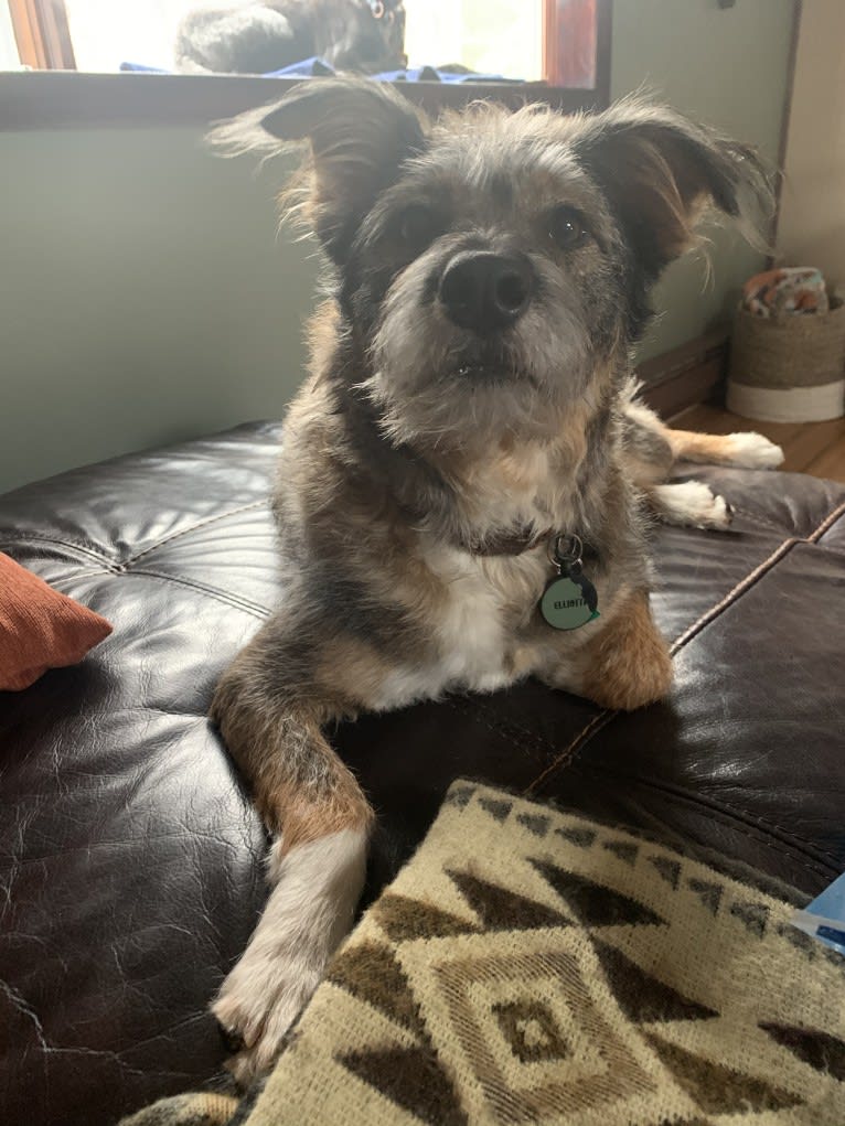 Elliott, a Rat Terrier and Australian Cattle Dog mix tested with EmbarkVet.com