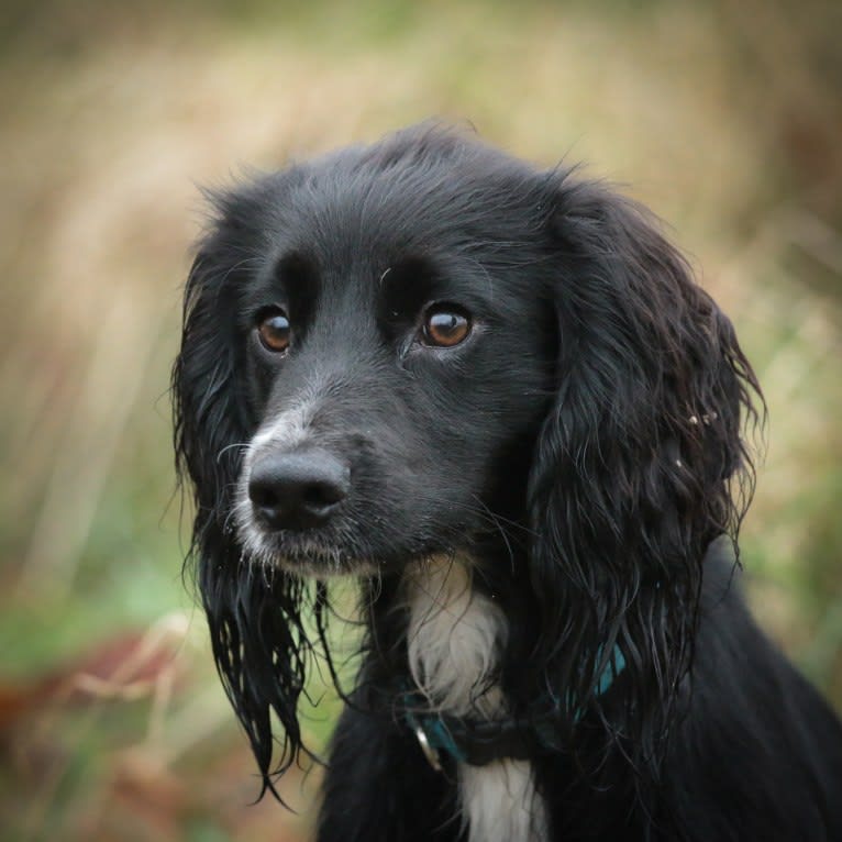 Jake, an English Cocker Spaniel (Working Type) tested with EmbarkVet.com