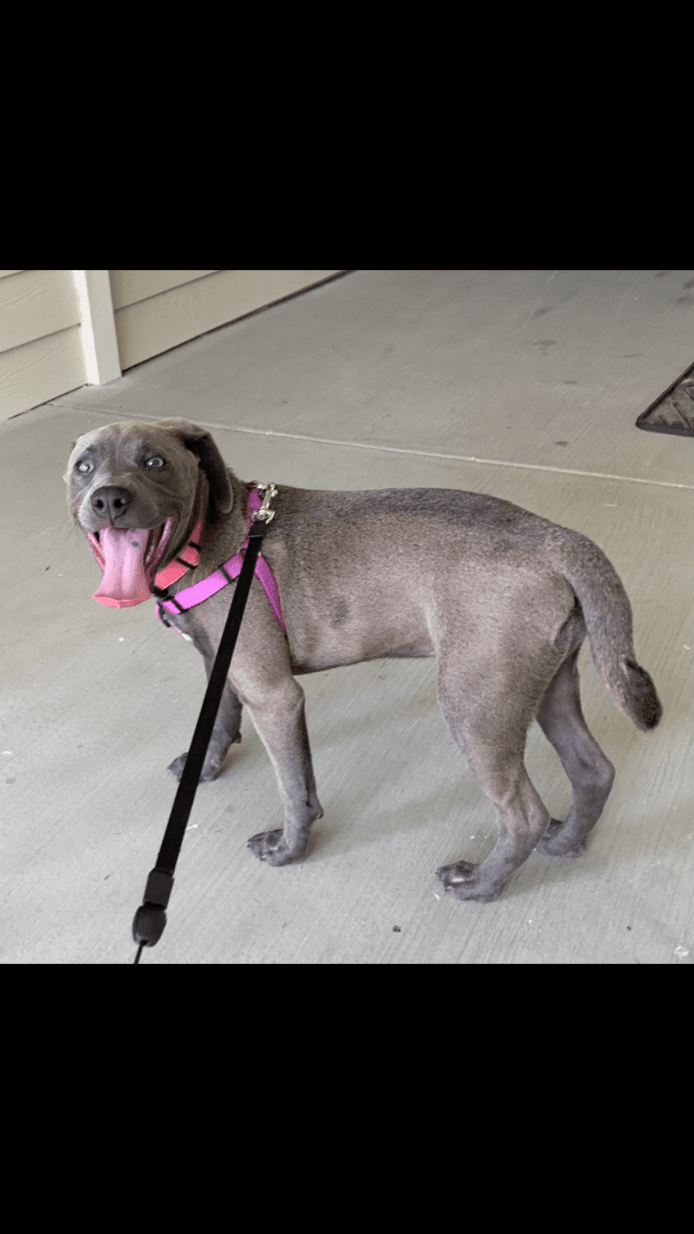 Olive, an American Pit Bull Terrier and Chow Chow mix tested with EmbarkVet.com