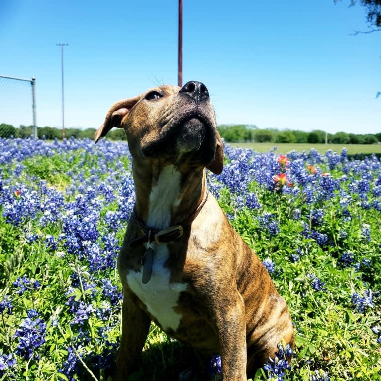 Hank, an American Pit Bull Terrier and American Bulldog mix tested with EmbarkVet.com