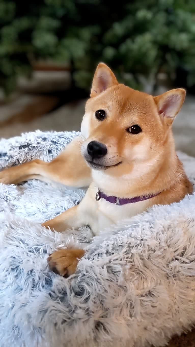 Kuma Lisa, a Shiba Inu tested with EmbarkVet.com