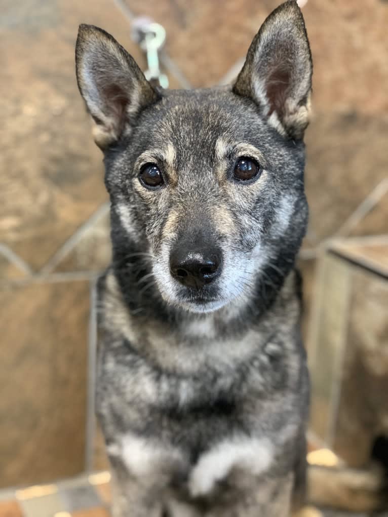 Gus, a Norwegian Elkhound and German Shepherd Dog mix tested with EmbarkVet.com