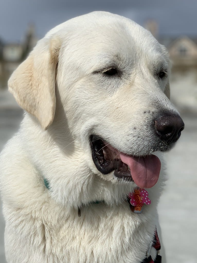 Chloe, a Great Pyrenees and Anatolian Shepherd Dog mix tested with EmbarkVet.com