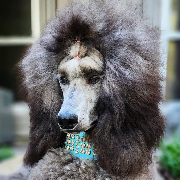 Arwen, a Poodle (Standard) tested with EmbarkVet.com