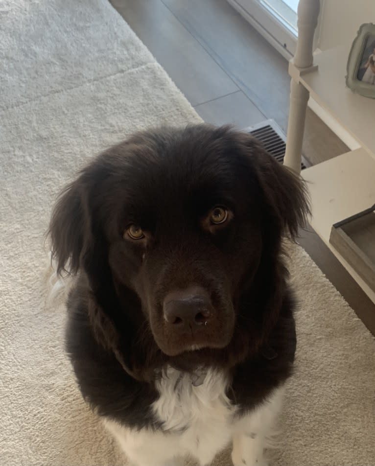 Mia, a Newfoundland tested with EmbarkVet.com