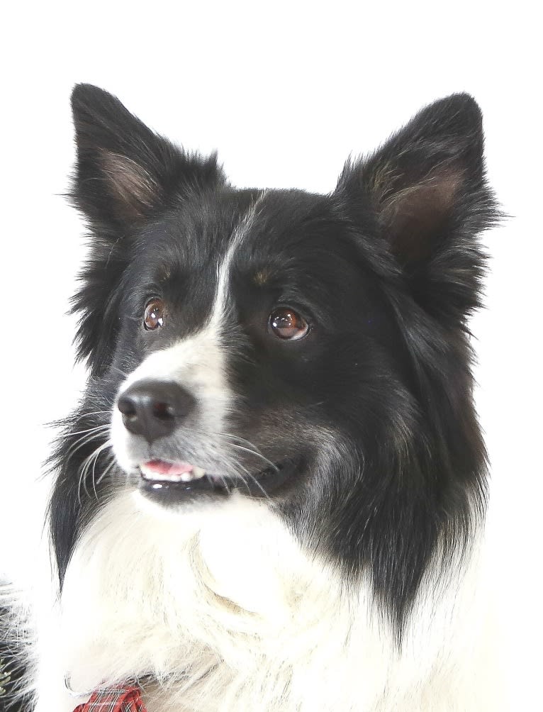Flinx, an Icelandic Sheepdog tested with EmbarkVet.com