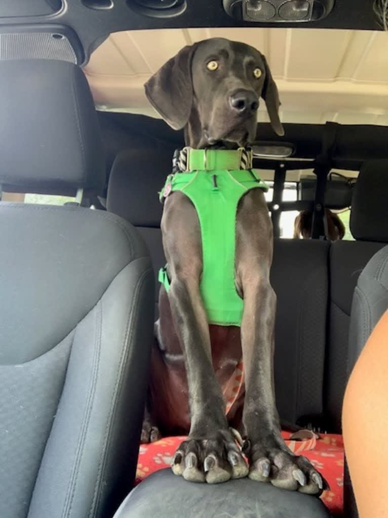 Knox, a Weimaraner tested with EmbarkVet.com