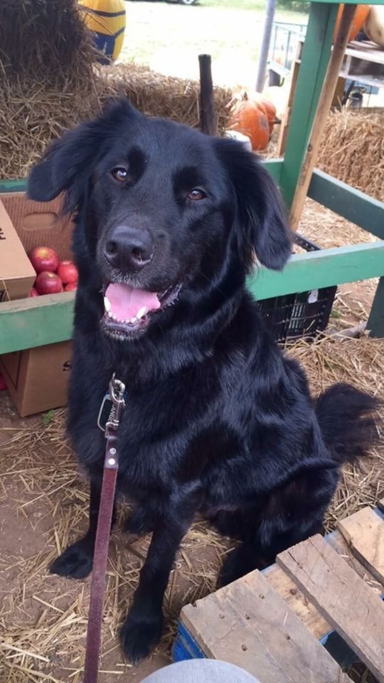 Ranger, a Labrador Retriever and Golden Retriever mix tested with EmbarkVet.com