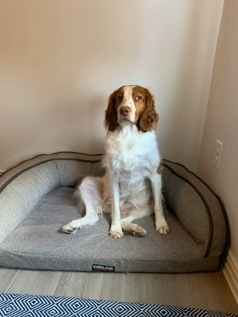 Autumn, a Brittany tested with EmbarkVet.com