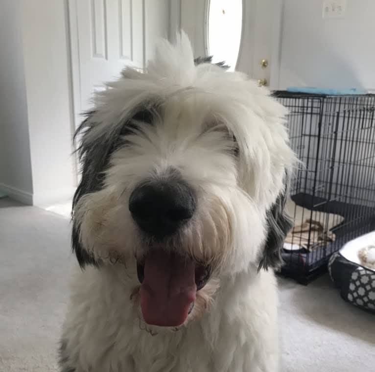 Buddy, an Old English Sheepdog tested with EmbarkVet.com