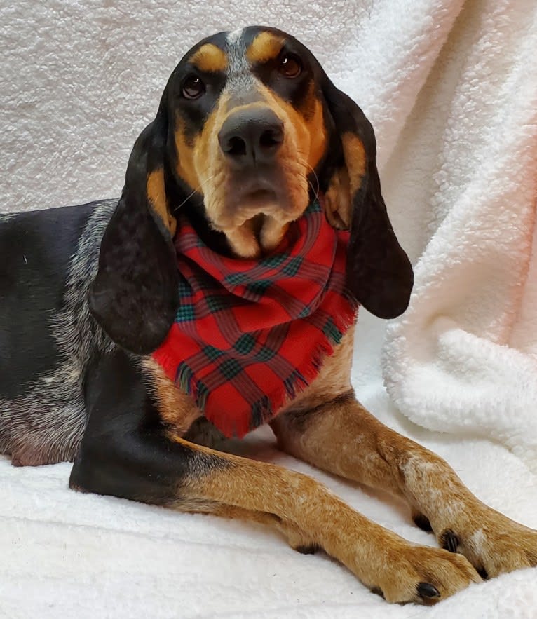 Sweet T, a Bluetick Coonhound tested with EmbarkVet.com