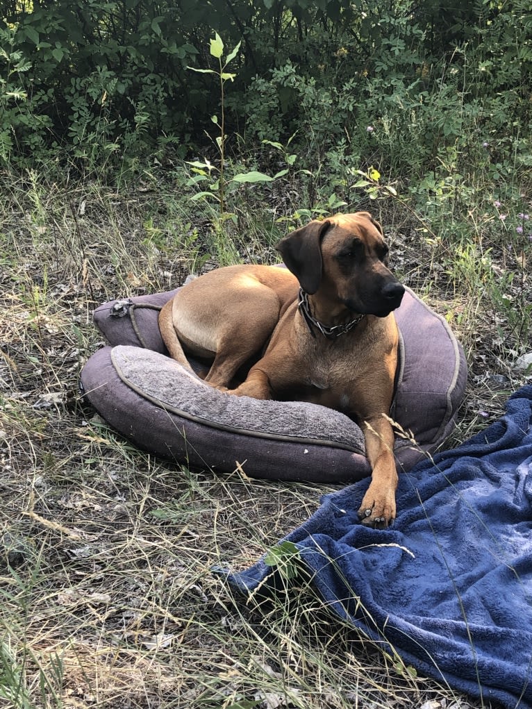 Diesel, a Rhodesian Ridgeback tested with EmbarkVet.com