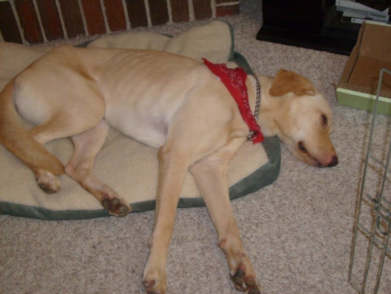 Tank, a German Shepherd Dog and Labrador Retriever mix tested with EmbarkVet.com