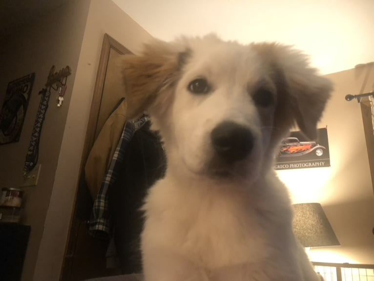 Lola, a Great Pyrenees and Australian Cattle Dog mix tested with EmbarkVet.com