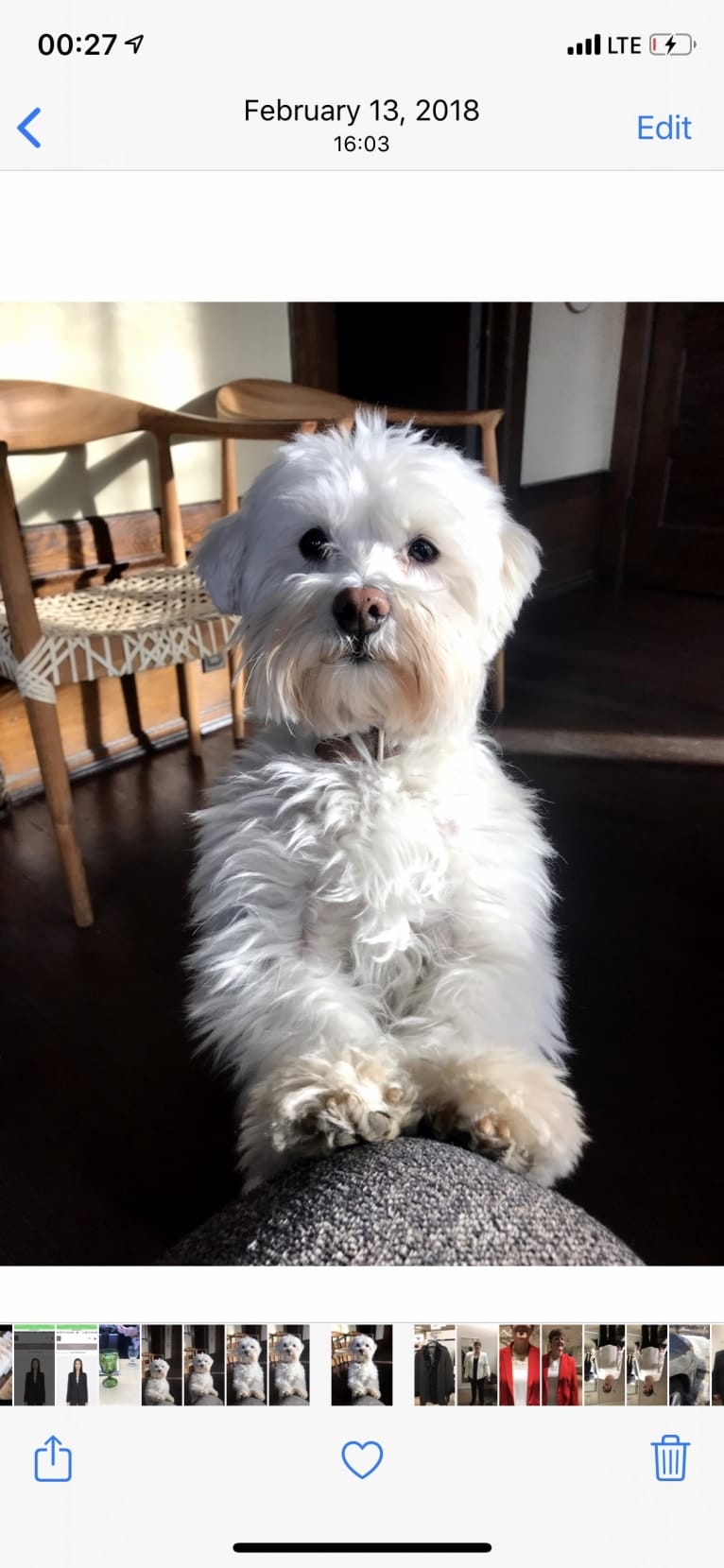 Gilly, a Havanese tested with EmbarkVet.com