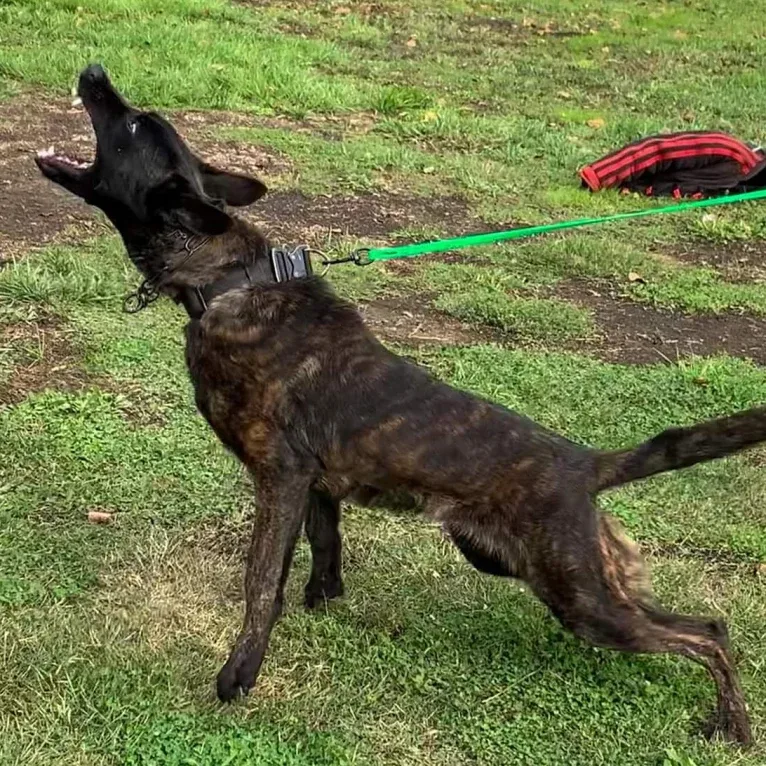 Static, a Dutch Shepherd tested with EmbarkVet.com