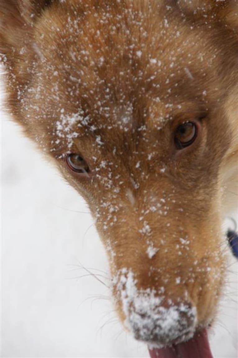 Duvel, a Siberian Husky and German Shepherd Dog mix tested with EmbarkVet.com