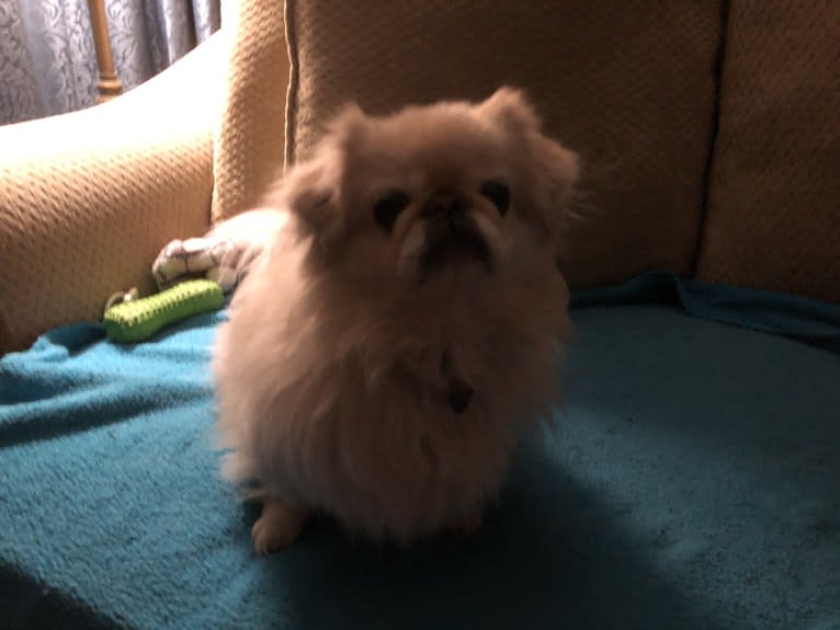 Pablo, a Pekingese tested with EmbarkVet.com