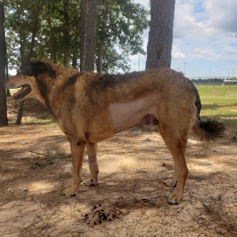 Cooper, a Great Pyrenees and Rottweiler mix tested with EmbarkVet.com