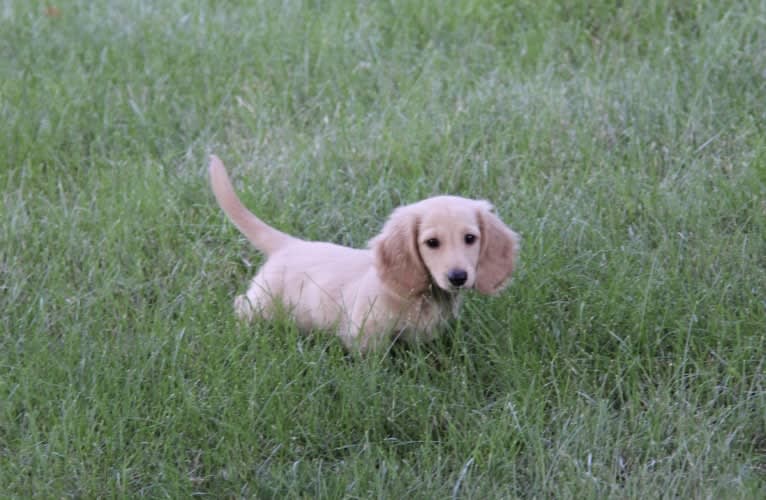 Oliver (Ollie) von Frederick, a Dachshund tested with EmbarkVet.com