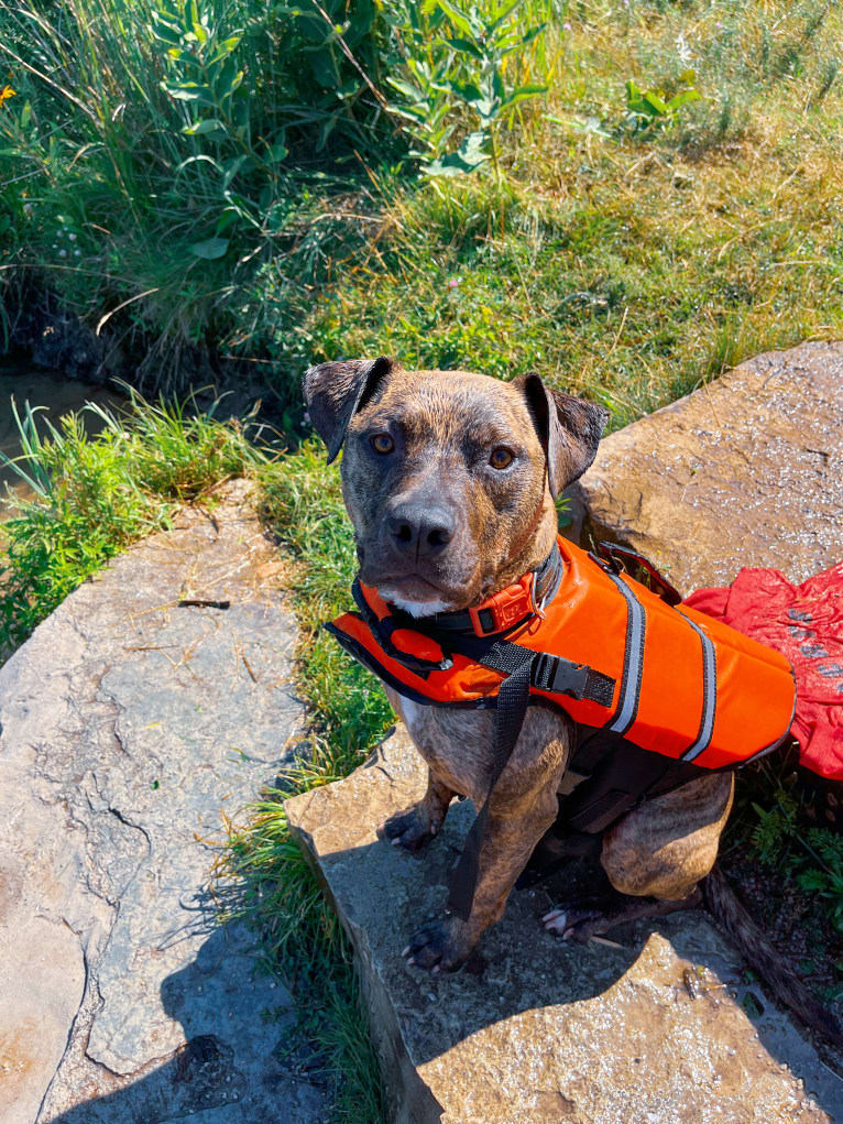 Tiger, an American Pit Bull Terrier tested with EmbarkVet.com