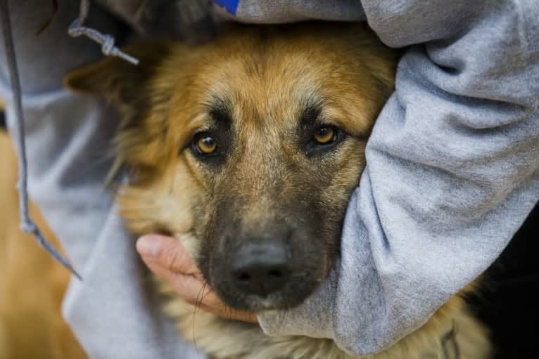 Lucy, an Arabian Village Dog tested with EmbarkVet.com