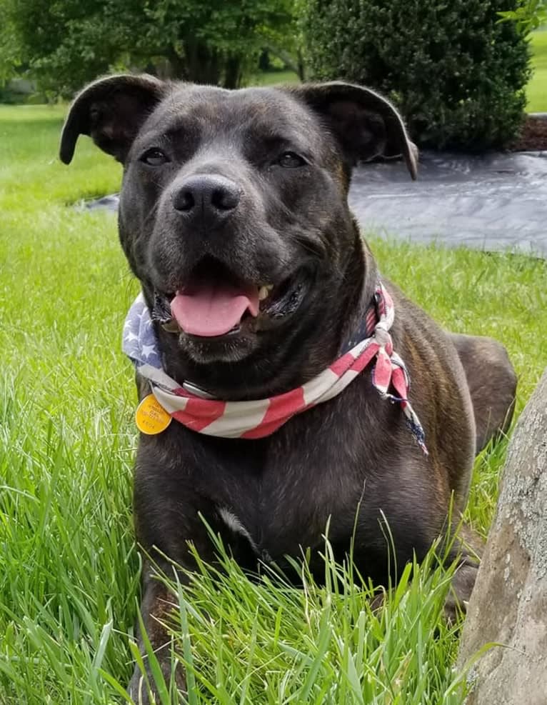 Zeke, an American Pit Bull Terrier and Great Dane mix tested with EmbarkVet.com