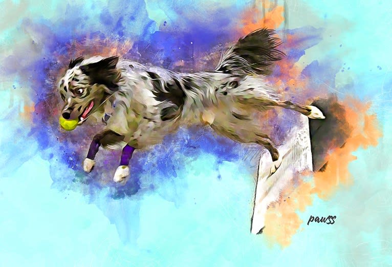 Max, an Australian Shepherd tested with EmbarkVet.com