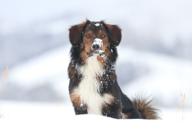 Burley, an English Shepherd tested with EmbarkVet.com