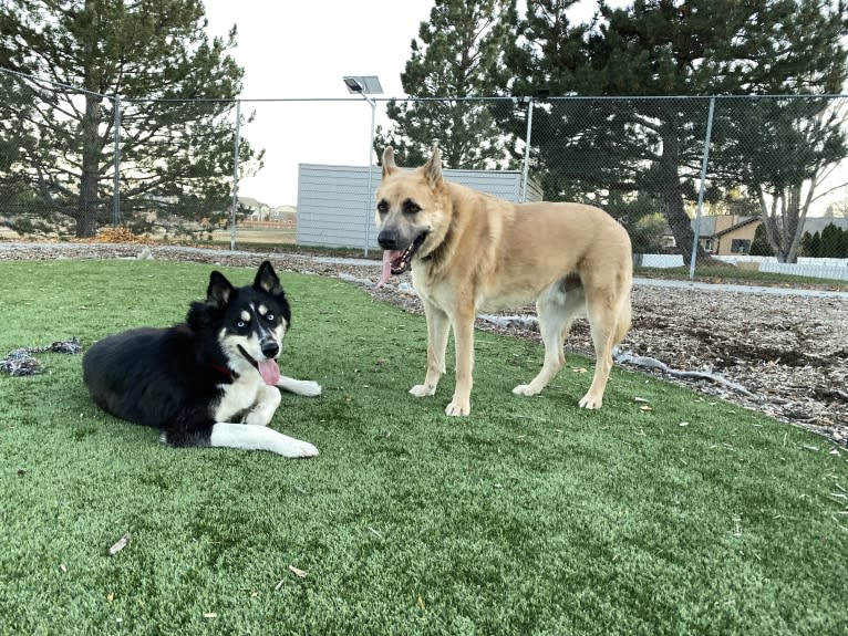 Boban, a German Shepherd Dog and Great Pyrenees mix tested with EmbarkVet.com